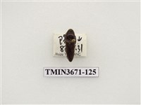 藏品(叩頭蟲(2))的圖片